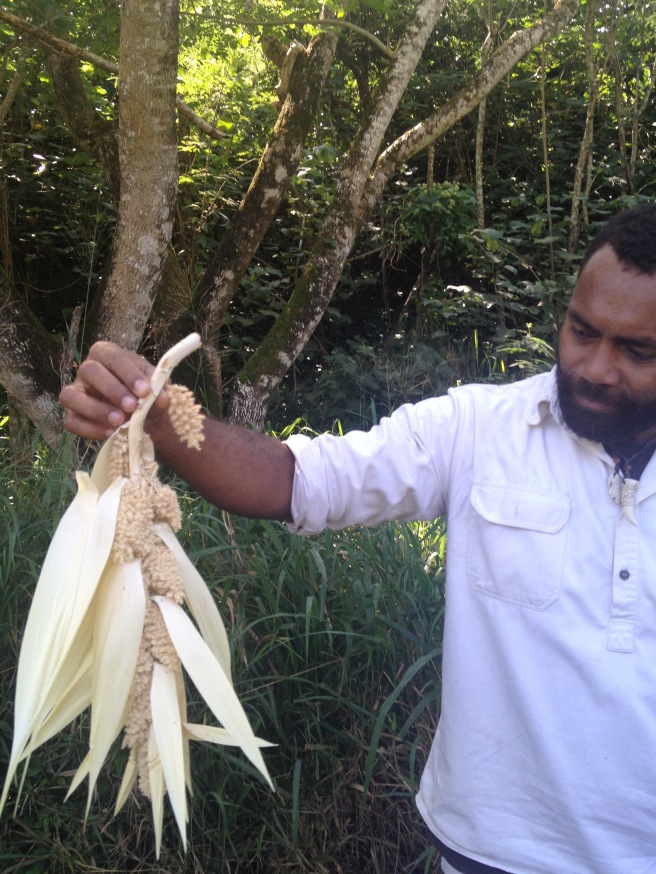 Notre guide, Simon, nous a cueilli une odorante fleur de pandanus employée pour aromatiser l'huile de coco